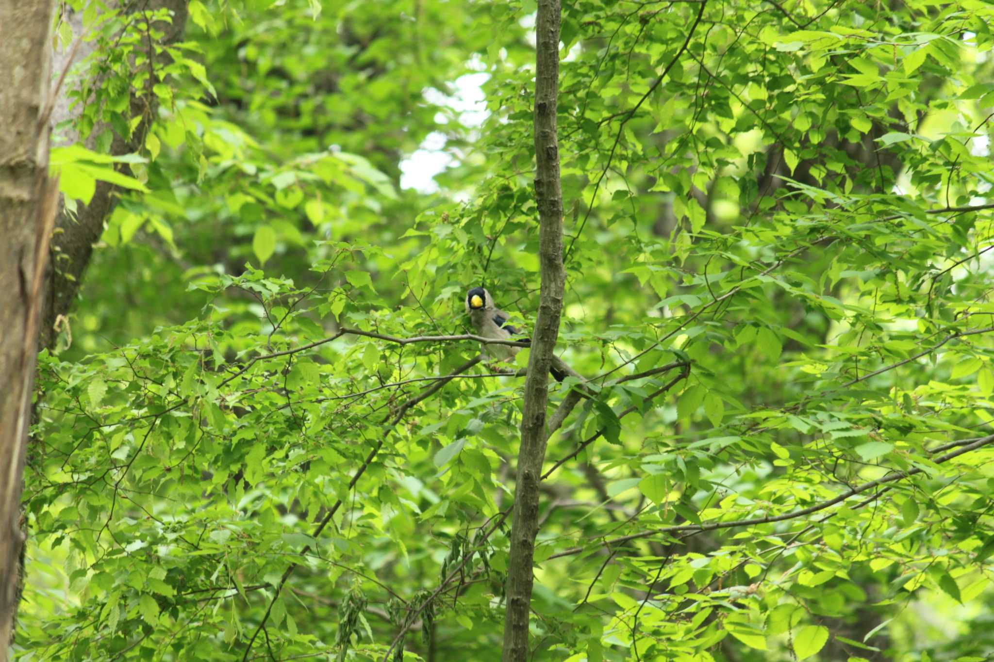 Photo of Japanese Grosbeak at Komiya Park by Kazu N