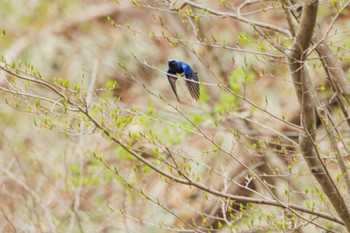 Blue-and-white Flycatcher Karuizawa wild bird forest Mon, 4/22/2024