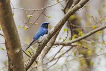 Blue-and-white Flycatcher Karuizawa wild bird forest Mon, 4/22/2024