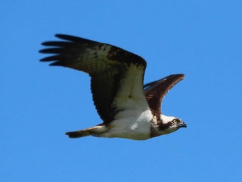 Osprey 角島(山口県) Sat, 4/13/2024