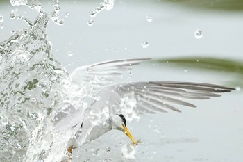 コアジサシ 水元公園 2024年4月27日(土)