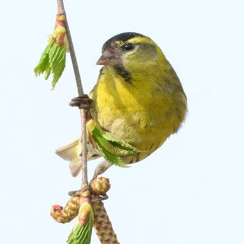 Eurasian Siskin Makomanai Park Sat, 4/27/2024