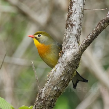 Red-billed Leiothrix 富士山麓 Fri, 4/26/2024