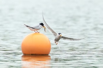 コアジサシ 水元公園 2024年4月27日(土)