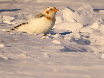 Snow Bunting 鵡川河口 Sun, 1/28/2024