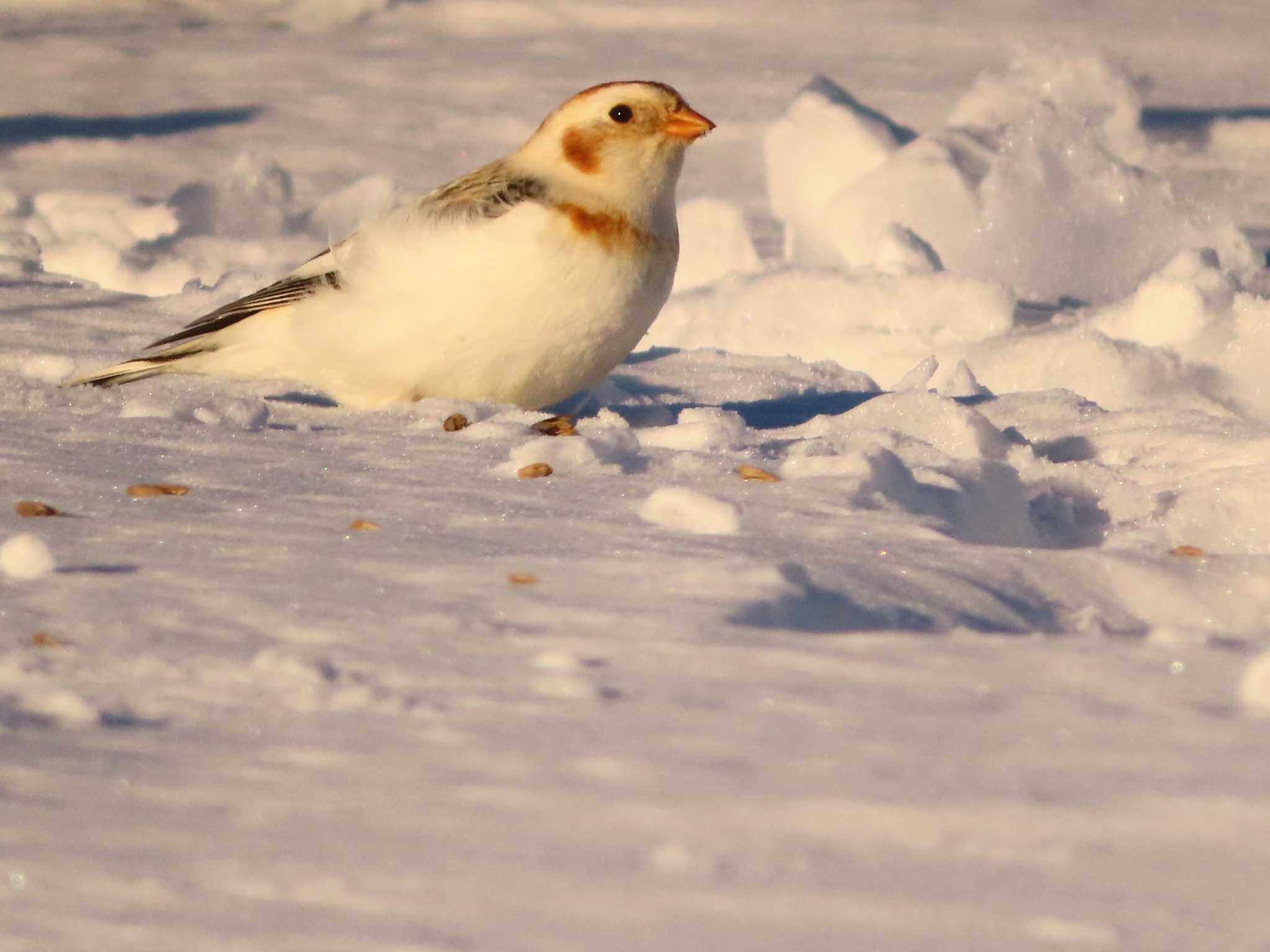 Photo of Snow Bunting at 鵡川河口 by ゆ