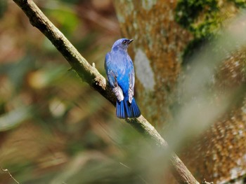 Blue-and-white Flycatcher Mt. Tsukuba Thu, 4/25/2024