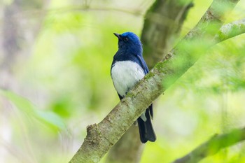 Blue-and-white Flycatcher Hayatogawa Forest Road Sat, 4/27/2024