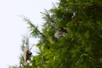 Coal Tit Unknown Spots Sat, 4/27/2024