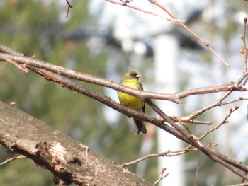 Masked Bunting 倶知安町 Sat, 4/27/2024