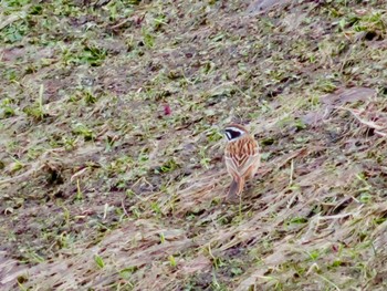 Meadow Bunting 倶知安町 Sat, 4/27/2024