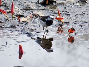 2024年4月27日(土) 倶知安町の野鳥観察記録