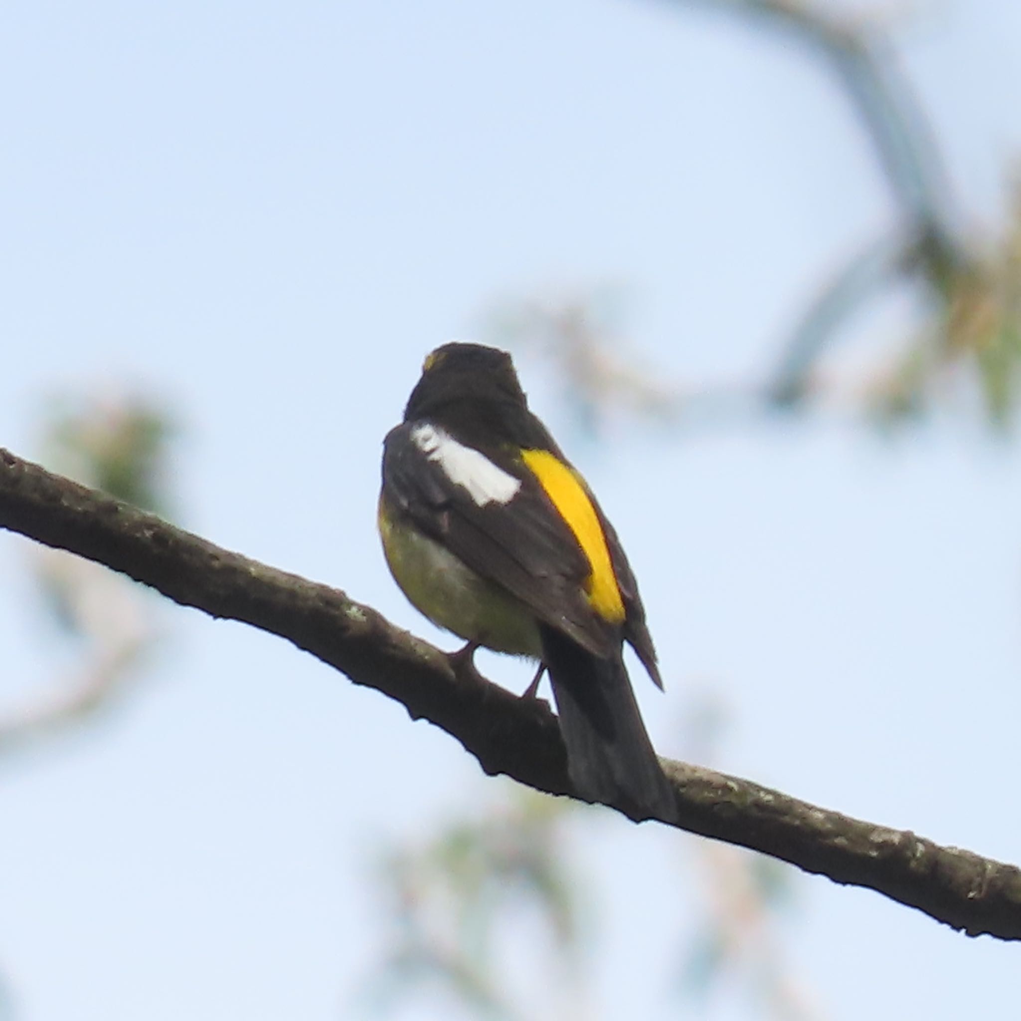 Photo of Narcissus Flycatcher at 滝沢森林公園 by hayabusa