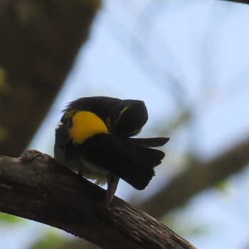 Narcissus Flycatcher 滝沢森林公園 Sat, 4/27/2024