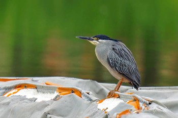 Striated Heron Ukima Park Sat, 4/27/2024