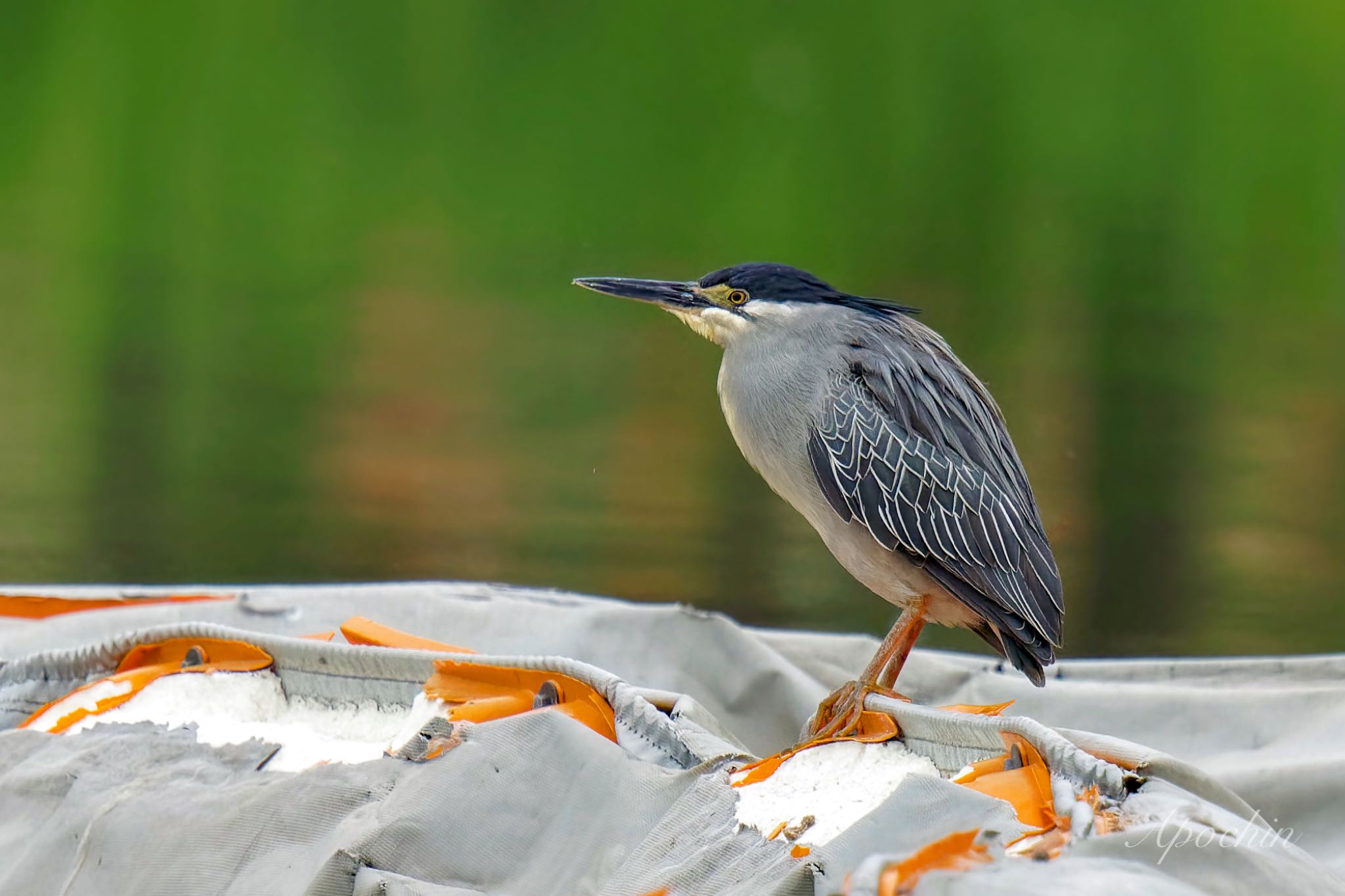 Photo of Striated Heron at Ukima Park by アポちん