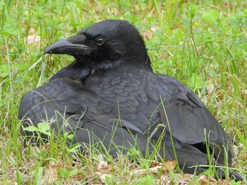 Carrion Crow 山田池公園 Sat, 4/27/2024