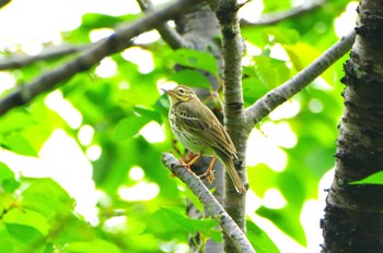 Olive-backed Pipit 厚木つつじの丘公園 Thu, 4/25/2024