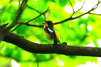 Narcissus Flycatcher 厚木つつじの丘公園 Thu, 4/25/2024