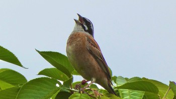 Meadow Bunting 大和民俗公園 Sat, 4/27/2024