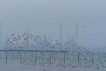 Dunlin Sambanze Tideland Fri, 4/12/2024