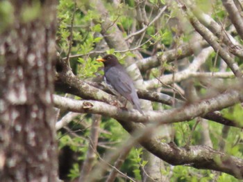 Japanese Thrush 荒沢湿原 Sun, 4/21/2024