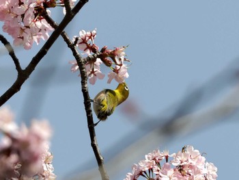 メジロ 西岡公園(西岡水源地) 2024年4月27日(土)