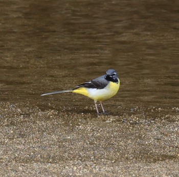 Grey Wagtail 福岡県内 Sat, 4/27/2024