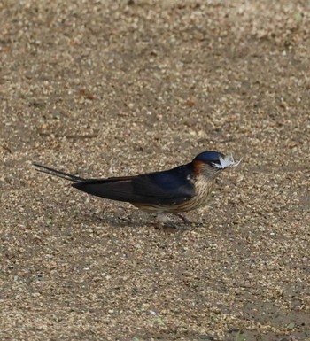 Red-rumped Swallow 福岡県内 Sat, 4/27/2024