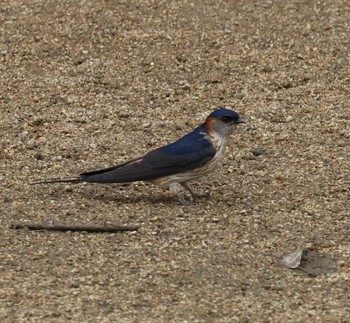 Red-rumped Swallow 福岡県内 Sat, 4/27/2024