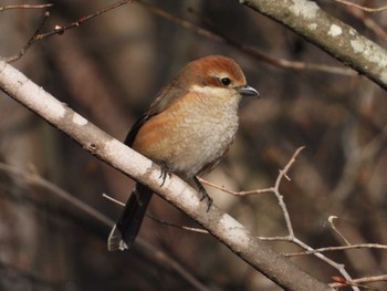 Bull-headed Shrike 深田記念公園 山梨県韮崎市 Sat, 2/24/2024