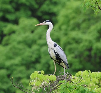 Grey Heron 福岡県内 Sat, 4/27/2024