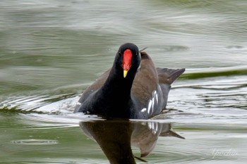 Common Moorhen Ukima Park Sat, 4/27/2024