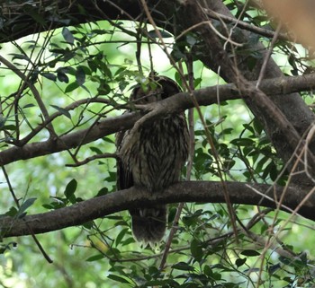 Ural Owl 福岡県内 Sat, 4/27/2024