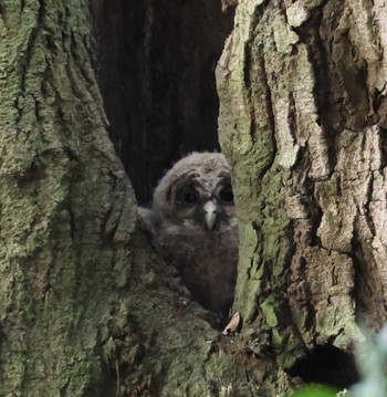 Ural Owl 福岡県内 Sat, 4/27/2024