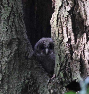 Ural Owl 福岡県内 Sat, 4/27/2024