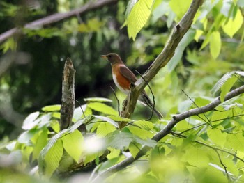 Brown-headed Thrush 太白山自然観察の森 Sat, 4/27/2024