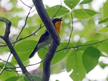 Narcissus Flycatcher 太白山自然観察の森 Sat, 4/27/2024