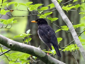 クロツグミ 太白山自然観察の森 2024年4月27日(土)