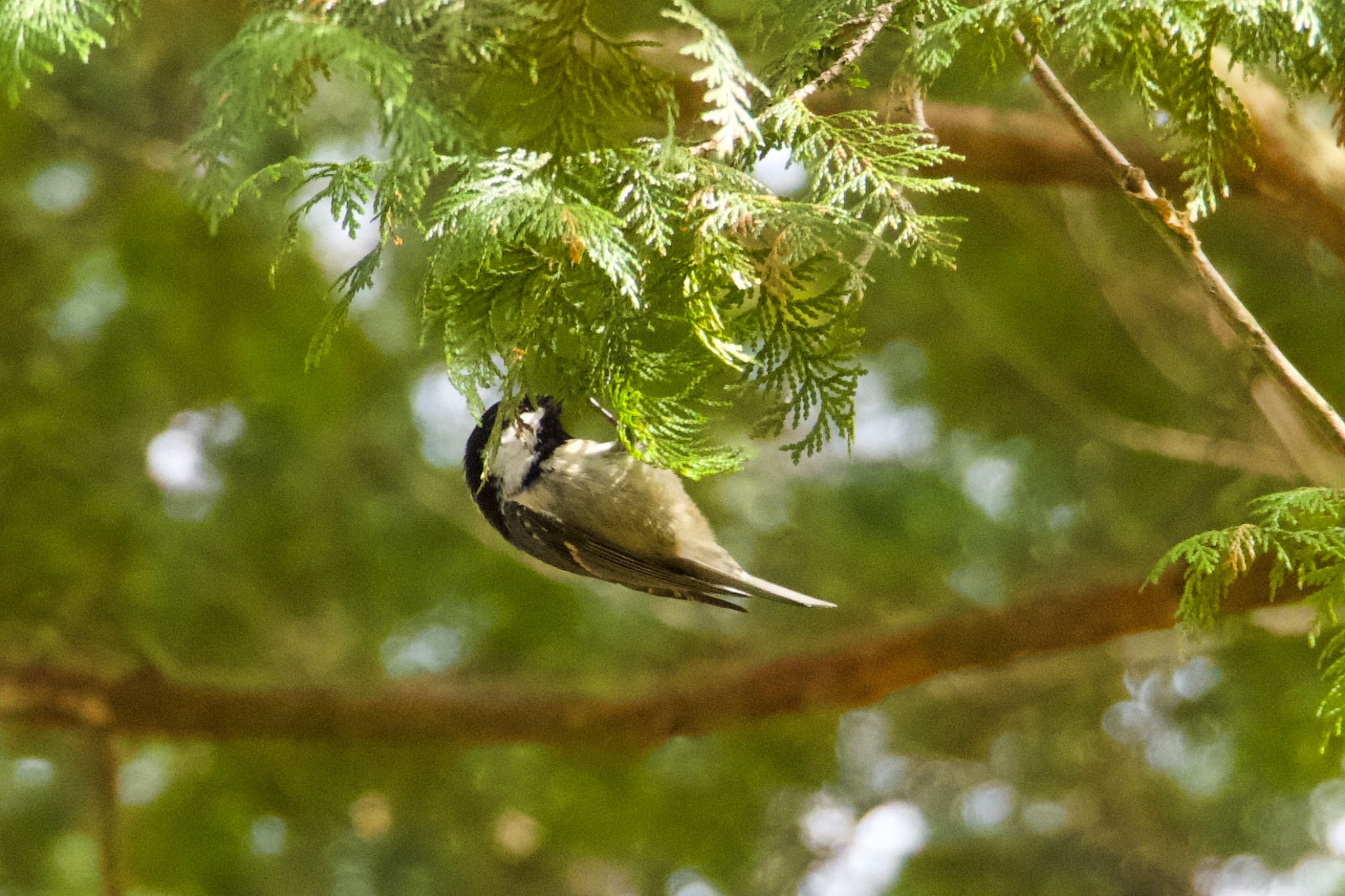 Photo of Coal Tit at  by シロハラゴジュウカラ推し