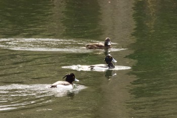 Tufted Duck Unknown Spots Sat, 4/27/2024