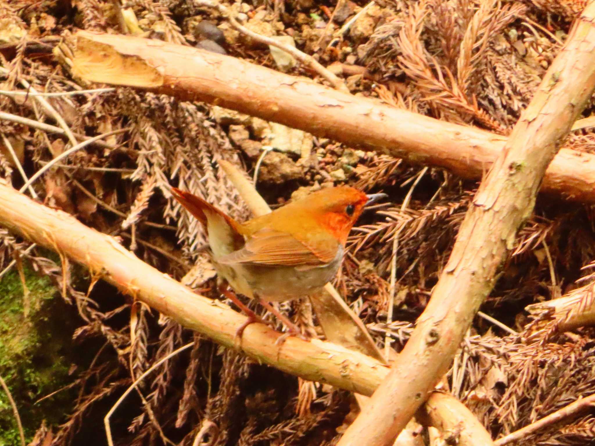 Photo of Japanese Robin at 日向渓谷 by ゆ