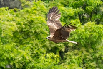 Black Kite 矢作川 Sat, 4/27/2024