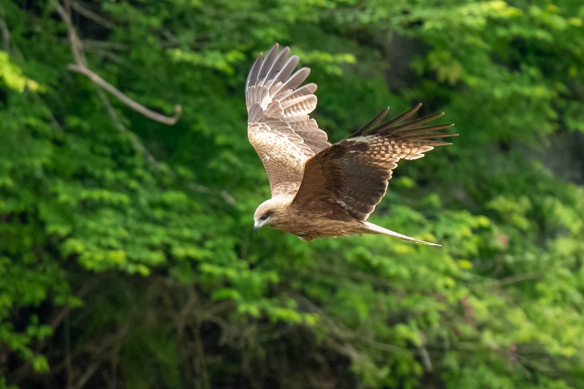 Photo of Black Kite at 矢作川 by porco nero