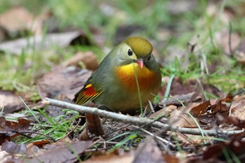 Red-billed Leiothrix Arima Fuji Park Thu, 3/21/2024