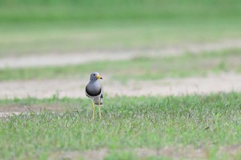 Grey-headed Lapwing 平城宮跡 Sat, 4/27/2024