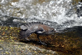 Brown Dipper 王滝渓谷 Fri, 4/26/2024