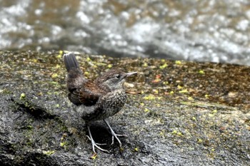 カワガラス 王滝渓谷 2024年4月26日(金)