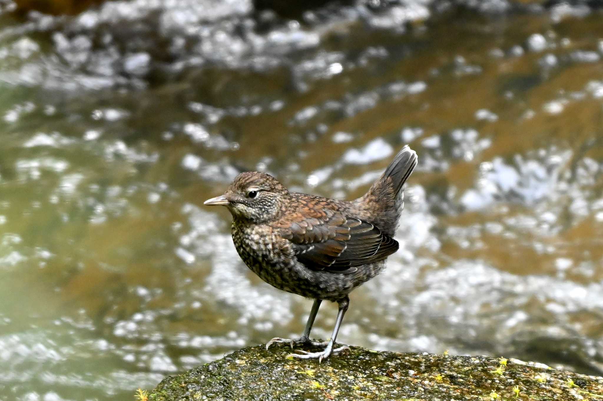 Photo of Brown Dipper at 王滝渓谷 by ポッちゃんのパパ
