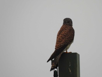 Common Kestrel 多摩川(多摩川大橋付近) Sat, 4/27/2024